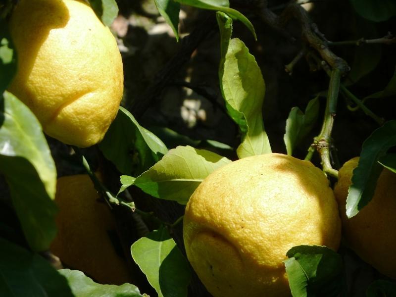 Fattoria Di Camporomano Massarosa Εξωτερικό φωτογραφία