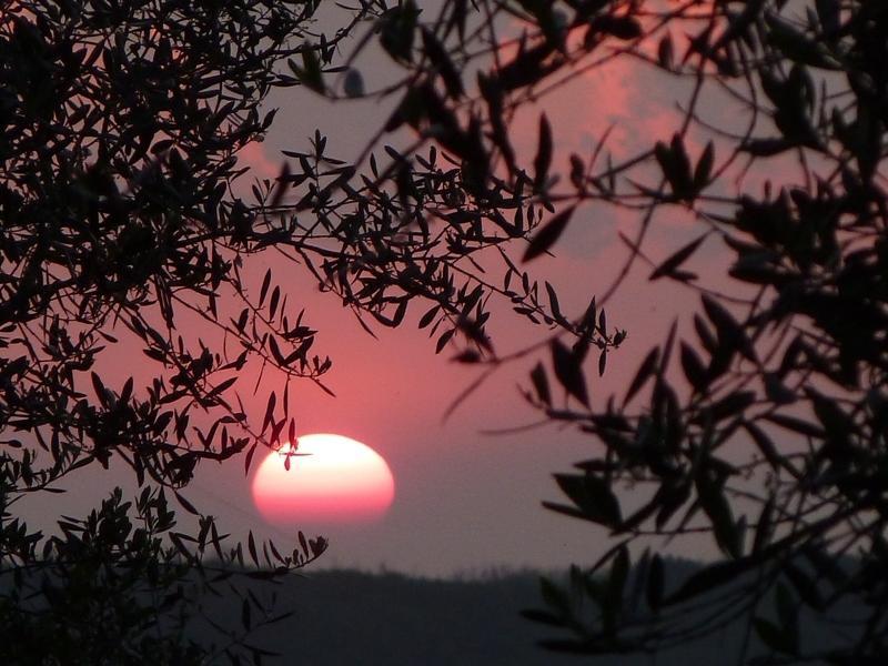 Fattoria Di Camporomano Massarosa Εξωτερικό φωτογραφία