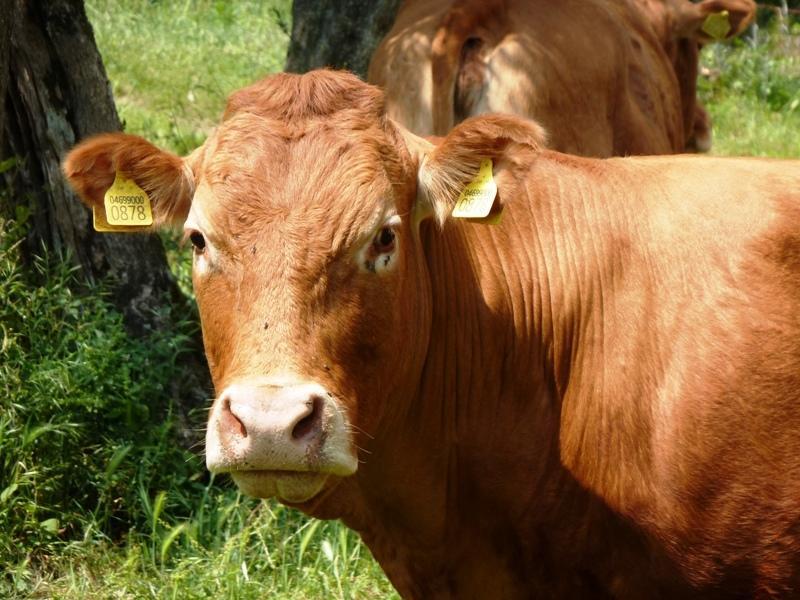 Fattoria Di Camporomano Massarosa Εξωτερικό φωτογραφία